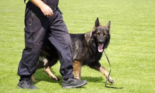 Dog Handling Security